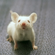 Illustration for article titled Guys, Scientists Incepted a Mouse. Were Next.
